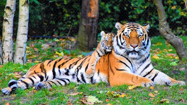 Mengapa Harimau Berwarna Oranye