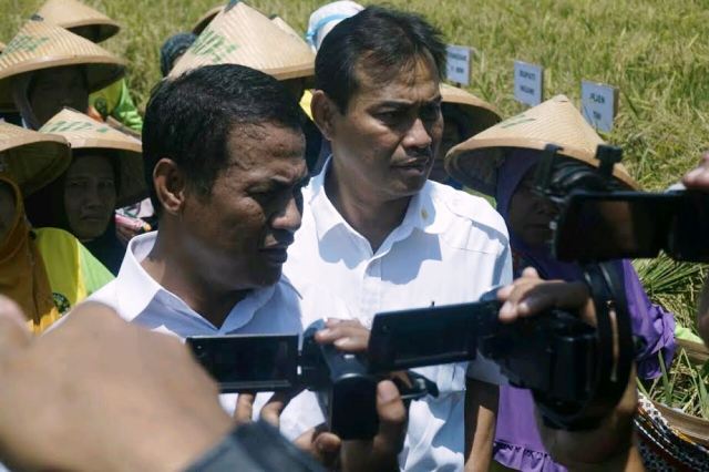 Mentan Panen Benih Padi Hibrida bersama Petani Ngawi