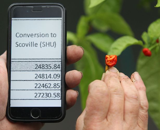 Petani Ini Mengklaim Punya Cabai Terpedas di Dunia