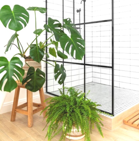 monstera