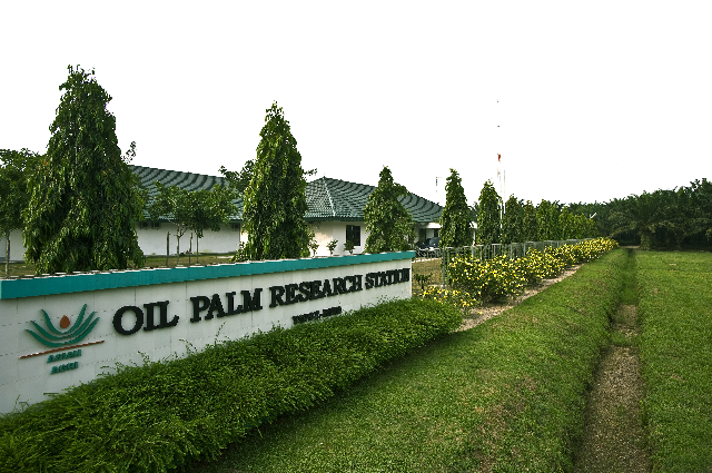 Budidaya Sawit Berbasis Riset