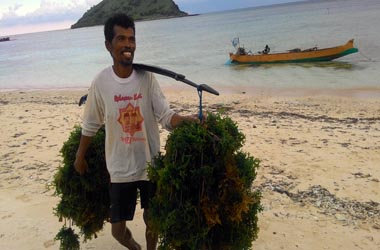 Inovasi Rumput Laut di Kertasari