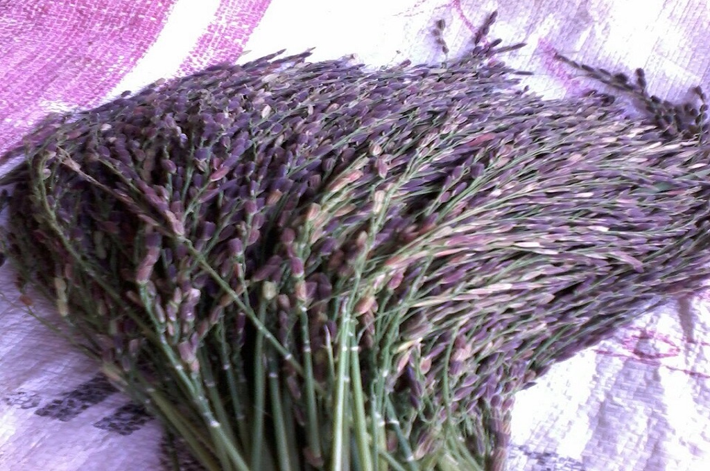 Petani di Bali Kenalkan Padi Ungu