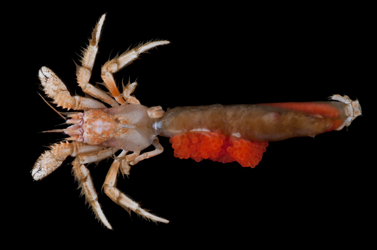 27 Spesies Baru Ditemukan dalam Ekspedisi Keanekaragaman Hayati SJADES