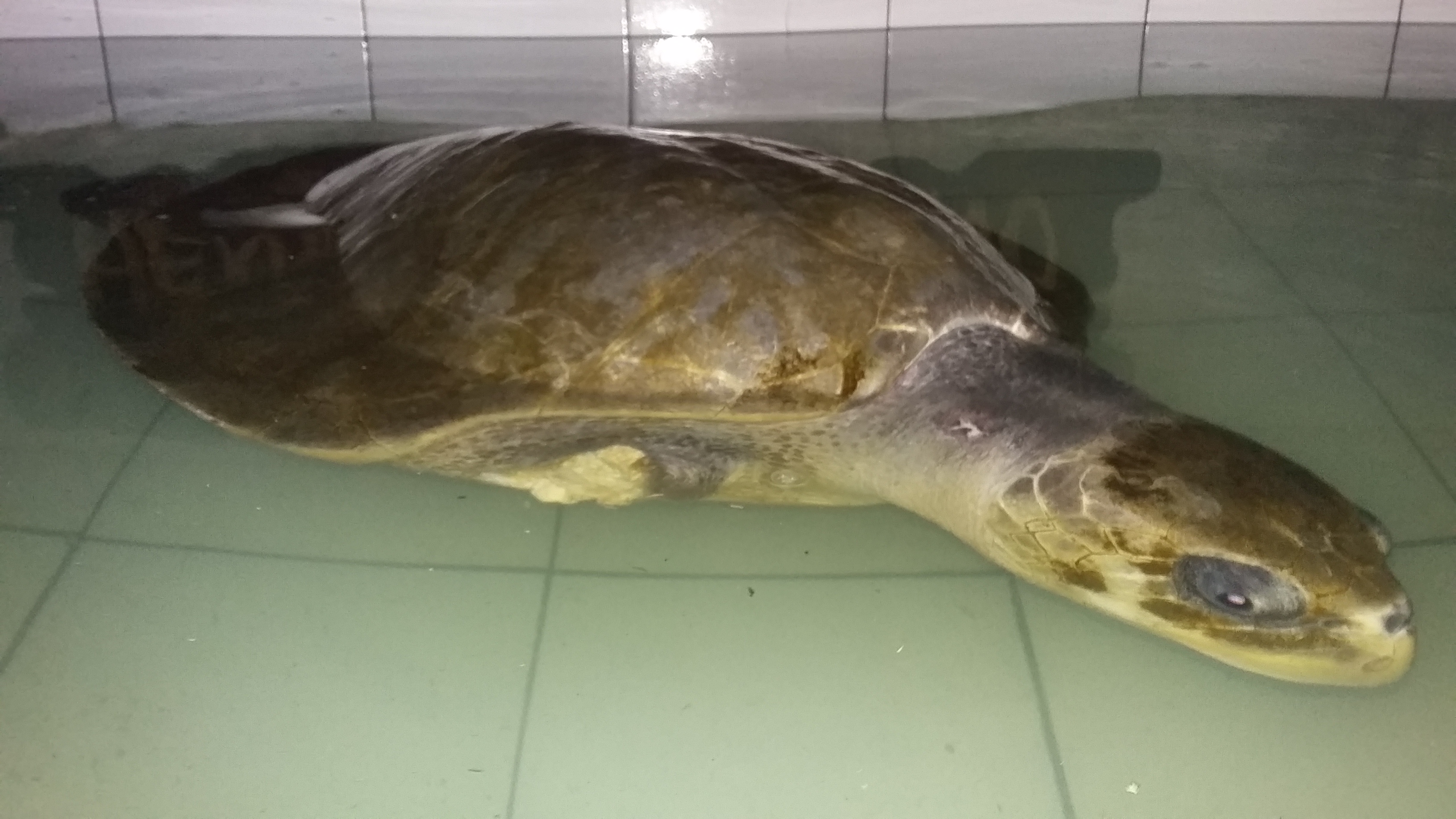 Rujito, dari Pemburu jadi Peraih Dua Kalpataru