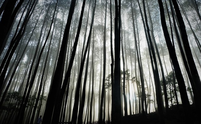 Tarian Kabut Hutan Pinus Mangunan