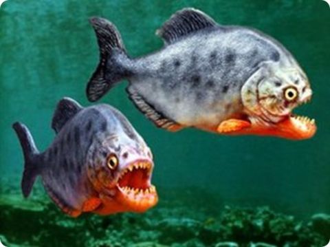 10 Satwa Laut Paling Berbahaya di Dunia