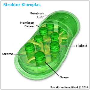 Plastida (Pustekkom Kemdikbud)