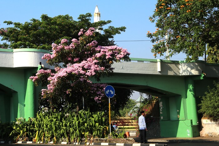 Tanah Gusuran di Sunter Ditanami Pohon Tabebuya