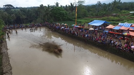 Pacu Jawi, Ikon Tradisi Sumatra Barat