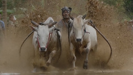 Pacu Jawi, Ikon Tradisi Sumatra Barat
