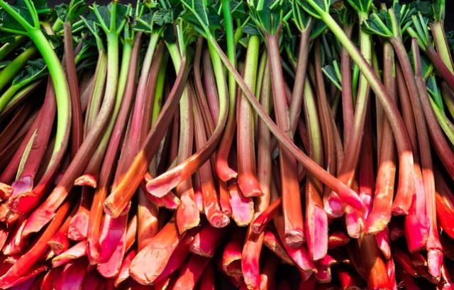 Rhubarb, Tanaman untuk Mencegah Tiroid Bermasalah