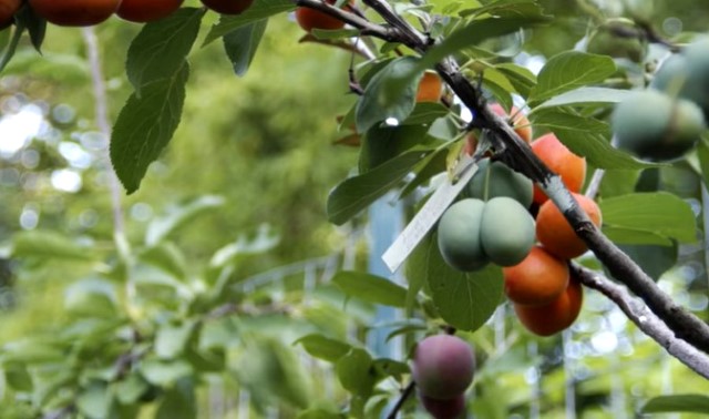 Perkenalkan, Sam Van Aken Si Pembuat Pohon Penghasil 40 Jenis Buah