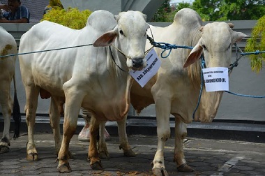 Sapi Kurban dari Presiden Merupakan Bibit Unggul