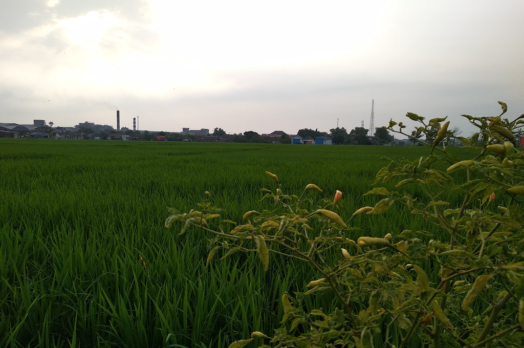 Petani Gandeng Perusahaan untuk Pertahankan Lahan Pertanian