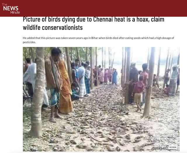 [Cek Fakta] Foto Ratusan Burung Mati Terpapar Covid-19 di India? Ini Faktanya