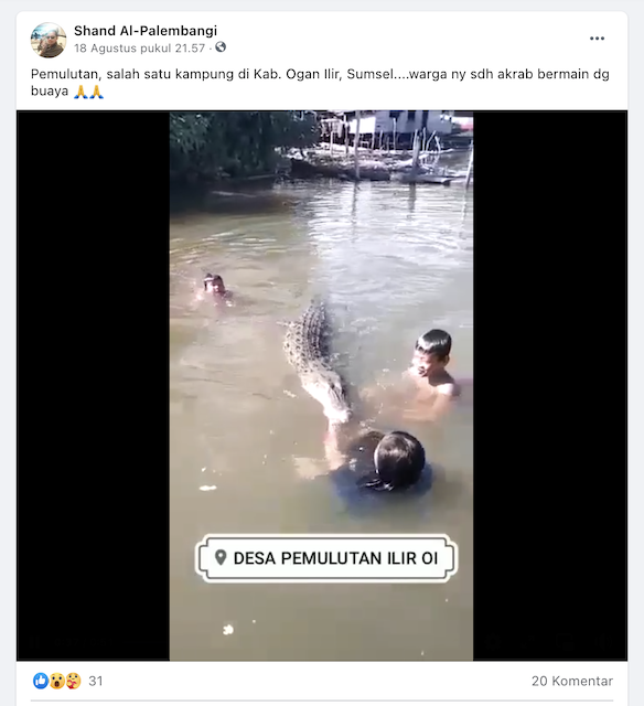 [Cek Fakta] Video Anak-anak Bermain dengan Buaya di Sungai Ogan Ilir Sumsel? Begini Faktanya