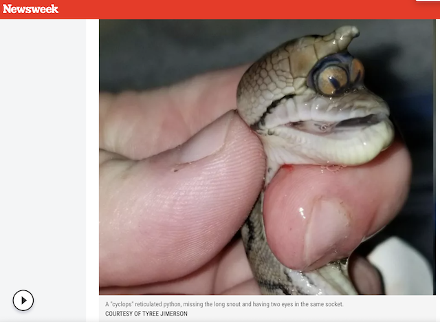 [Cek Fakta] Beredar Foto Ular Bertanduk Tanda Kiamat? Begini Faktanya