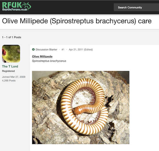 [Cek Fakta] Beredar Foto Anak Kecil Meninggal karena Gigitan Hewan Kaki Seribu? Ini Faktanya