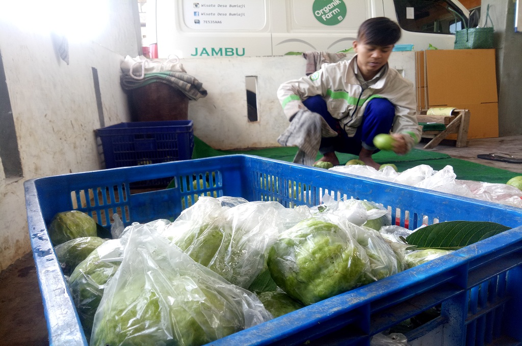 Cita-cita Petani Asal Batu, Jambu Kristal Dikenal Dunia