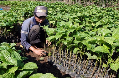 Tanaman Berakar Tunggang Cocok Untuk Kawasan Berisiko Longsor