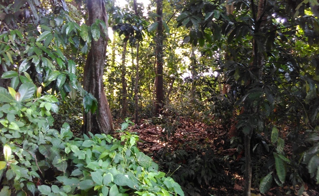 Menengok Jejak Historis Peradaban Hindu di Desa Nyambu