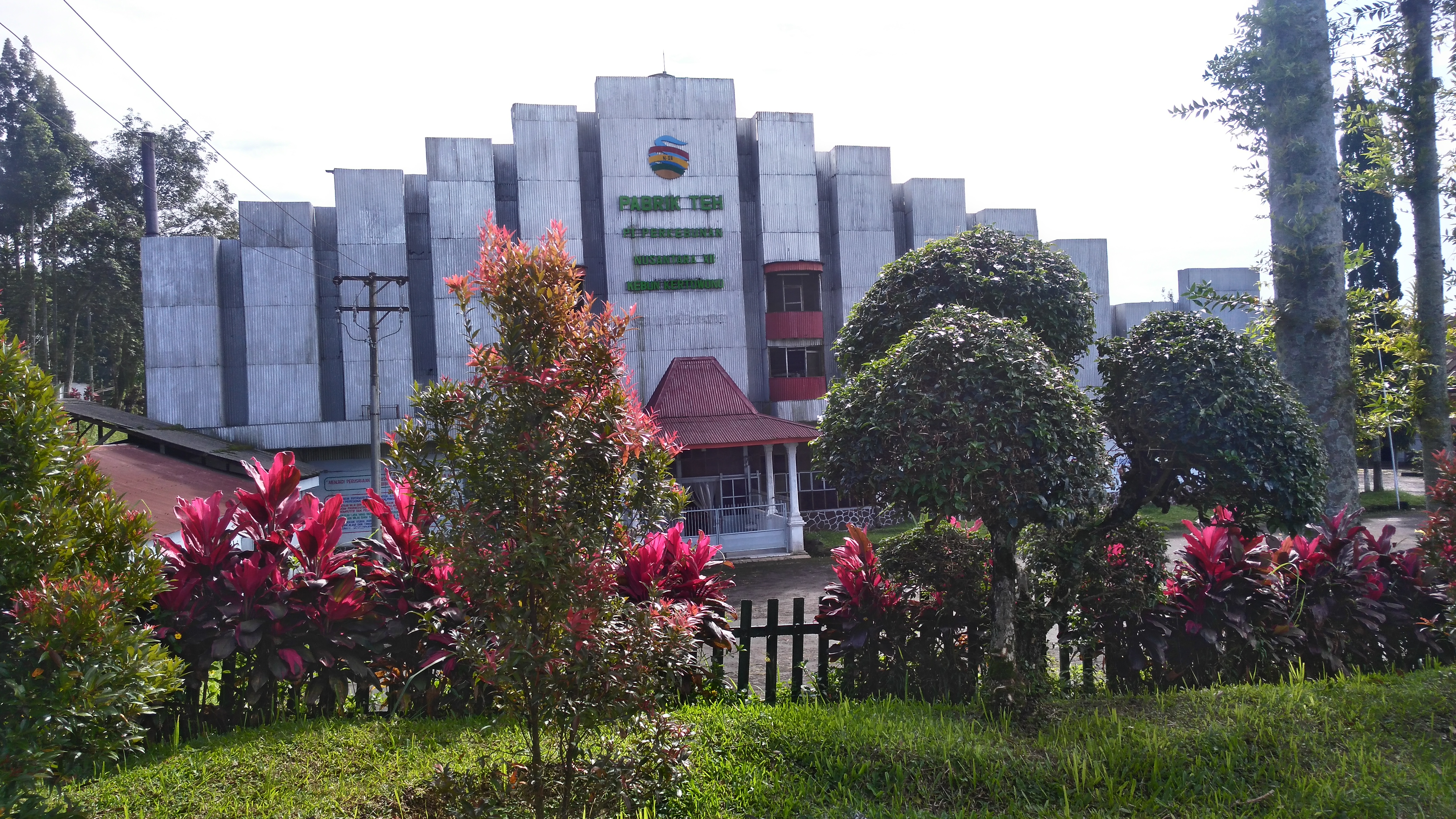 Menyeruput Pengalaman Teh di Gucialit