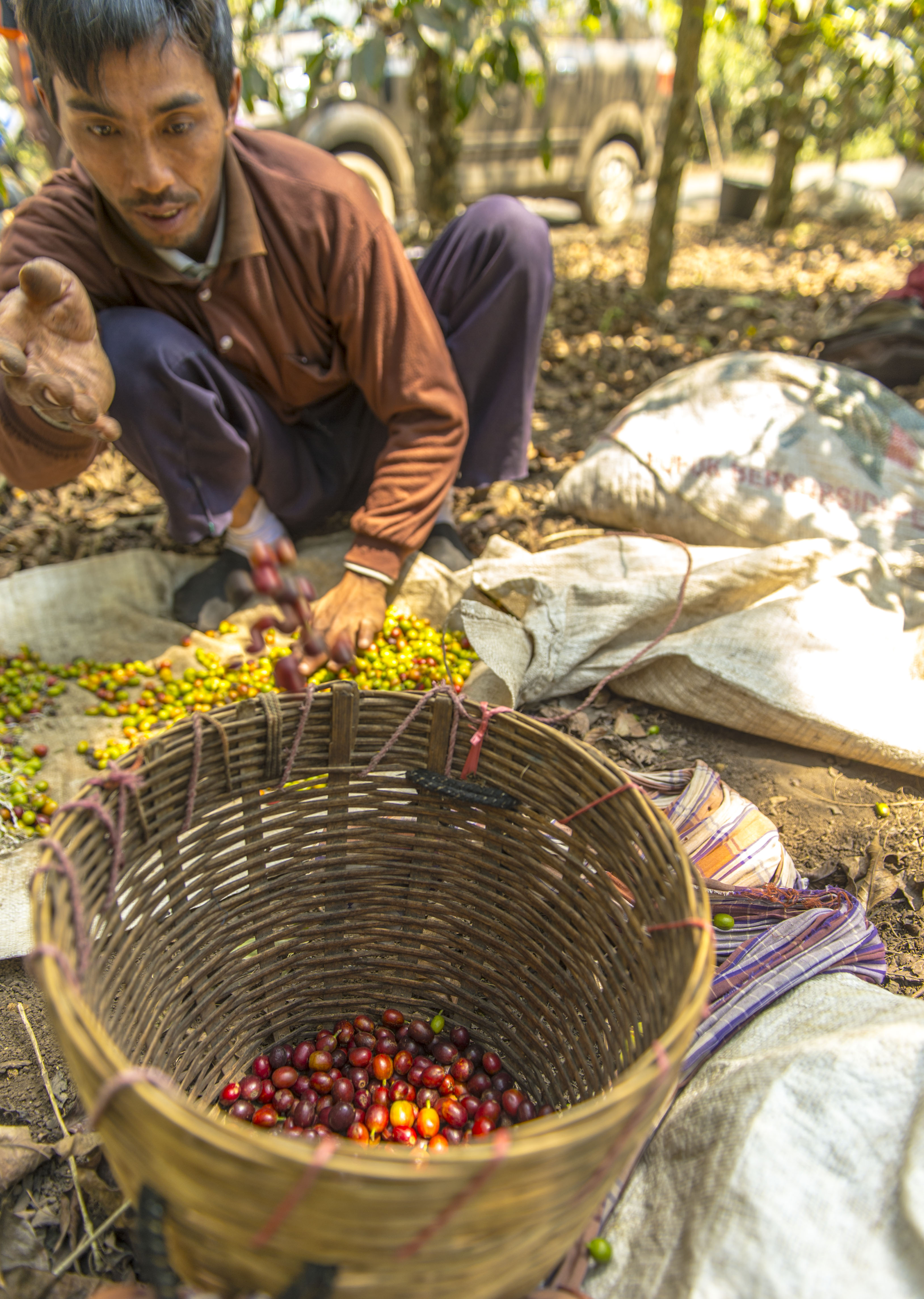 Cerita Kopi Rakyat dari Republik Kopi