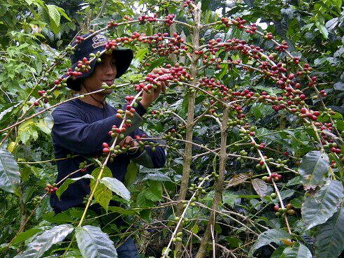 Cerita Kopi Rakyat dari Republik Kopi