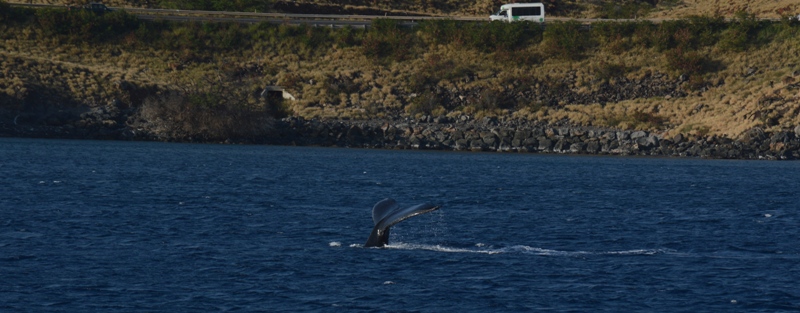 Berenang di Hawaii Malah Kangen Berat Sama Pulau Seribu