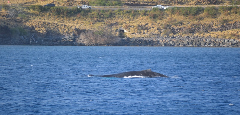 Berenang di Hawaii Malah Kangen Berat Sama Pulau Seribu