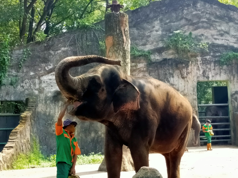 Taman Wisata Ragunan Menggelar Simulasi Kunjungan