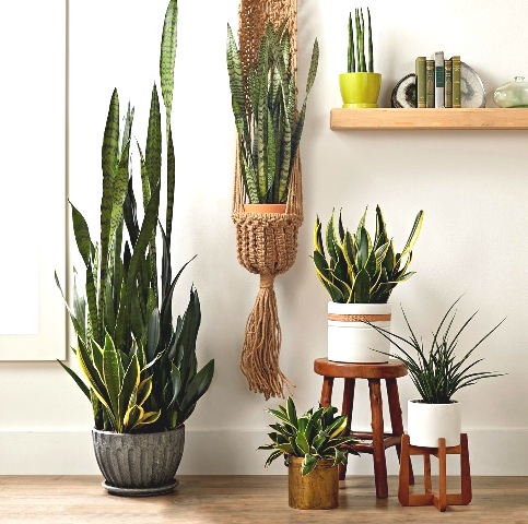 tanaman hias yang menyejukkan ruangan