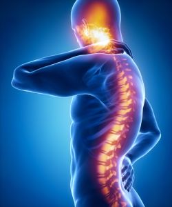 Spinal Cord (foto prostem)