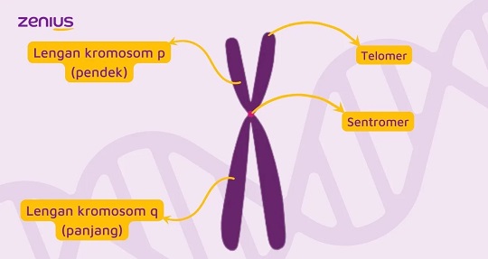 Kromosom Adalah: Pengertian, Struktur, Jumlah dan Fungsinya