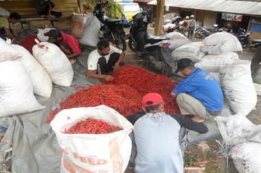 Cabai Harus Berpindah 'Lima Tangan' hingga ke Konsumen
