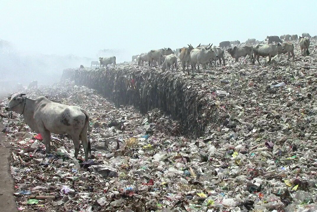 Peneliti Buktikan Tingginya Timbal pada Sapi Pemakan Sampah