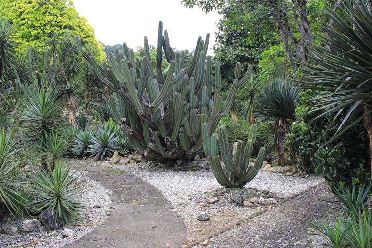 Taman Meksiko di Kebun Raya Bogor. Website kebunraya.id