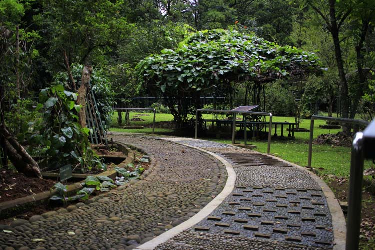 Taman Obat di Kebun Raya Bogor. Website kebunraya.id