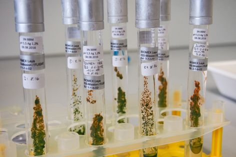 Tumbuhan Ini Bisa Bertahan di Luar Angkasa Selama 16 Bulan