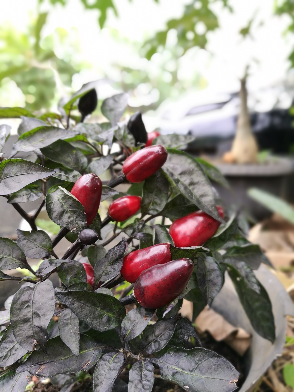 Huawei P9, Salah Satu Smartphone Terbaik 2016 Pilihan Kami