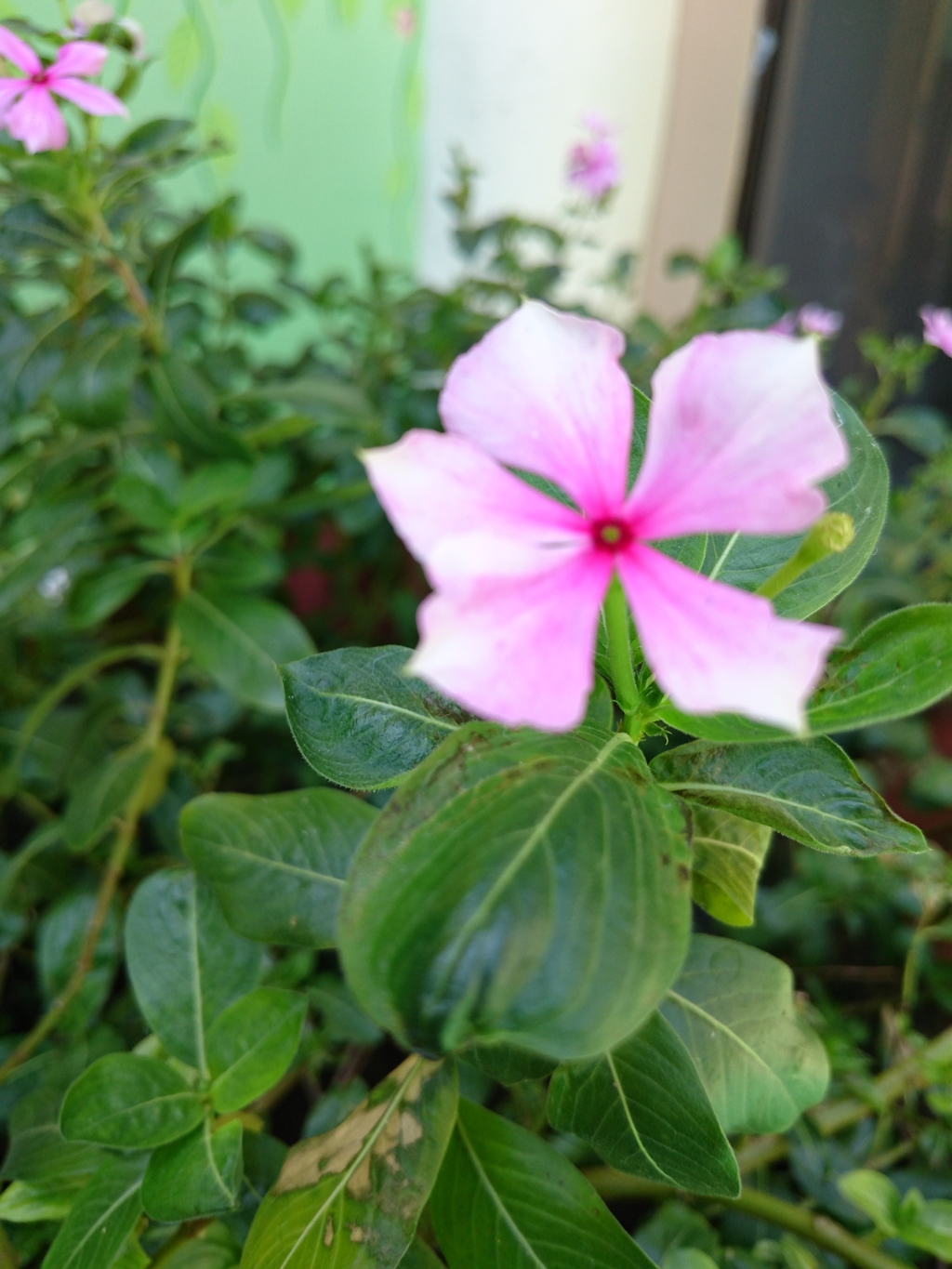 Duh Gusti, Sony Xperia Z3+ Dual Kok Begini?