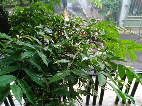 Smartfren Andromax R2, Kembali Mengejutkan