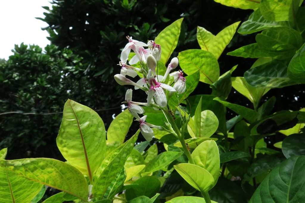 Ambil Foto Tanpa Ribet Pakai Canon PowerShot G3 X