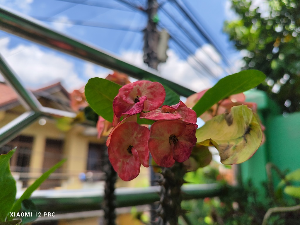 Review Xiaomi 12 Pro, Kemewahannya Terasa di Genggaman