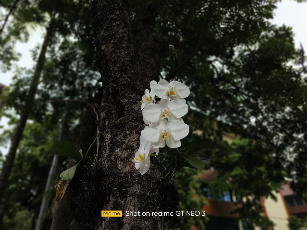 Review realme GT Neo 3, Tampilan dan Performa ala Mobil Balap