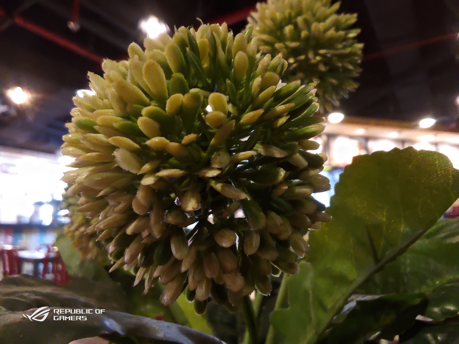 Review Asus ROG Phone 7, Performanya Makin Kencang tapi Desainnya Membosankan