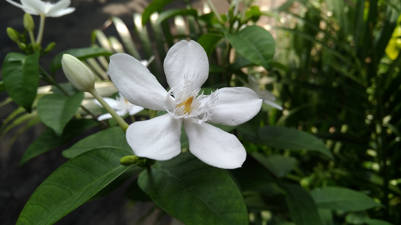 ASUS ZenFone 4 Selfie Pro, Bukan Cuma Soal Selfie