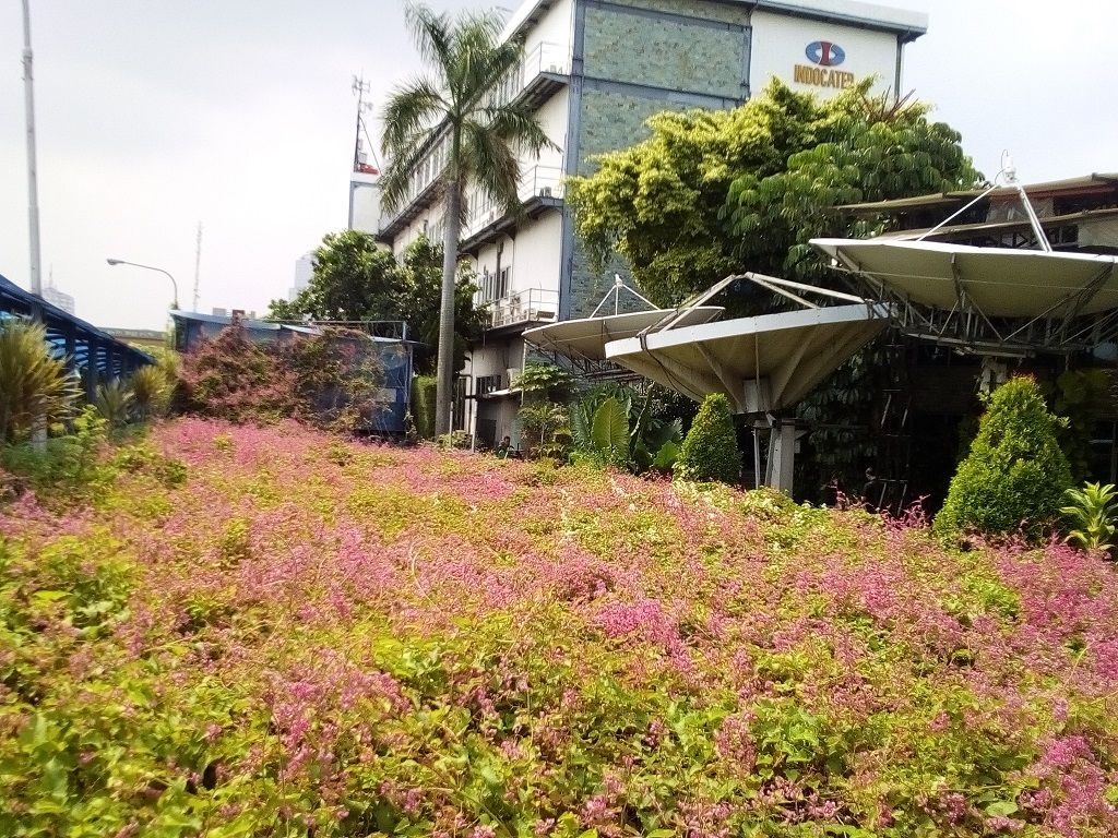 Evercoss Winner Y Star Plus, Ponsel Rp1 Juta yang Tahan Banting