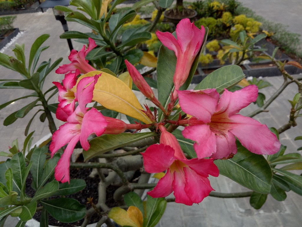 Menjajal Kemampuan Ponsel 2 Kamera Depan Oppo F3